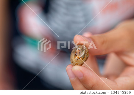 Hermit crabs living in small seashells Hermit crabs living in small seashells 134345599