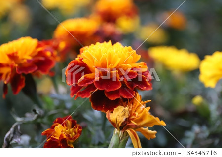 萬壽菊 萬壽菊 134345716