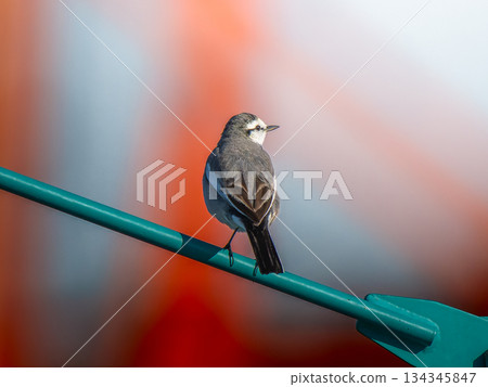 白色鶺鴒棲息在柵欄上 134345847