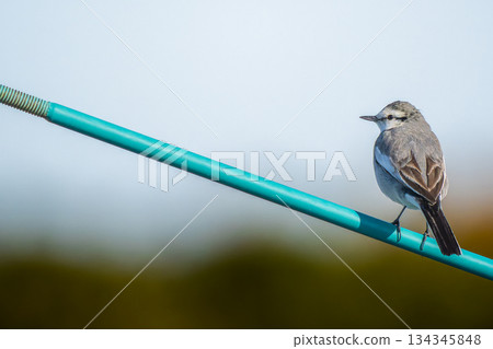 A white wagtail perched on a fence - copy space 134345848