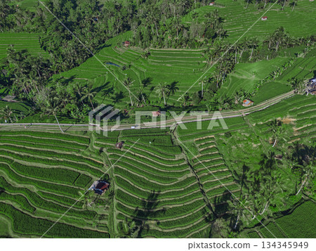 Terraced Rice Fields, Peaceful Rural Scene With Winding Roads And Green Paddies 134345949