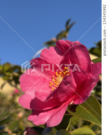 Close-up of vibrant magenta camellias and blue sky 134345992