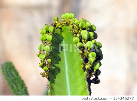African candelabra (lat.- Euphorbia ammak) 134346277