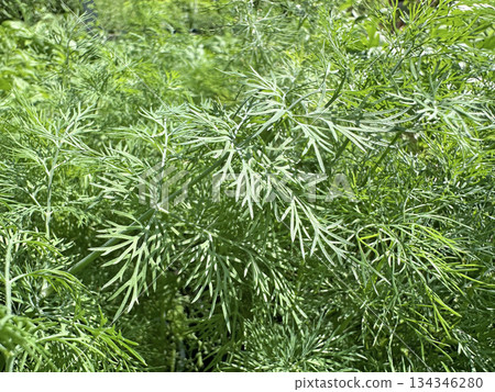 Dill (Anethum graveolens) 134346280