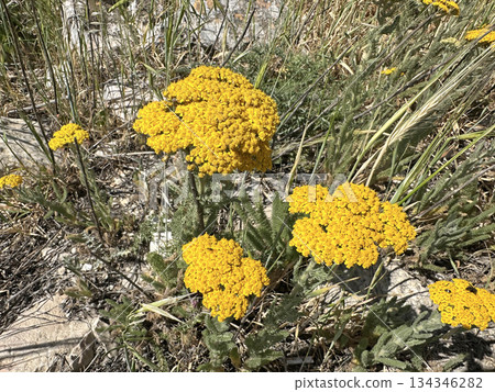 Beautiful blossom milfoil (lat.- Achillea arabica Kotschy) Beautiful blossom milfoil (lat.- Achillea arabica Kotschy) 134346282