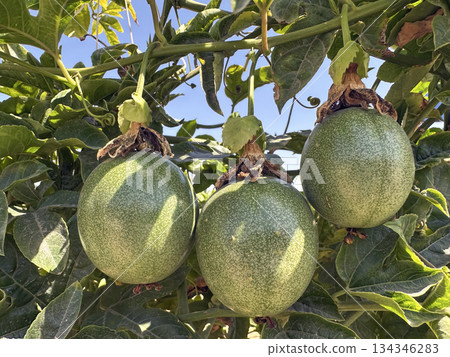 Passion fruit (lat.- Passiflora) 134346283