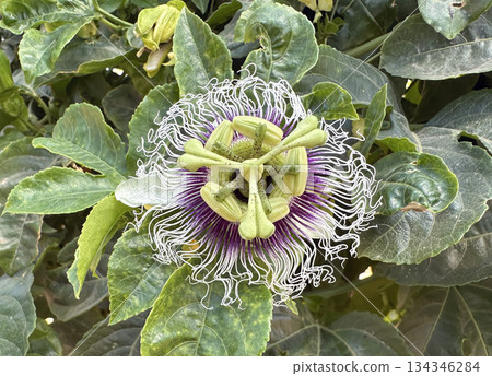Beautiful Passion flower (lat.- Passiflora) Beautiful Passion flower (lat.- Passiflora) 134346284