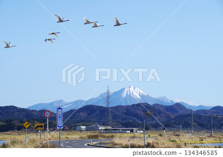 A formation of swans flying over the S-curve of Shiratori Road, which runs through the Nogi Plain, with the snow-capped Mt. Daisen shining against the clear blue sky. 134346585