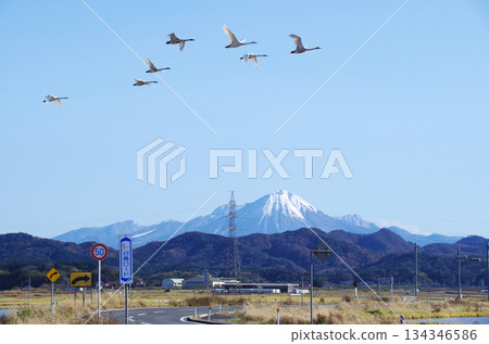 A formation of swans flying over the S-curve of Shiratori Road, which runs through the Nogi Plain, with the snow-capped Mt. Daisen shining against the clear blue sky. 134346586