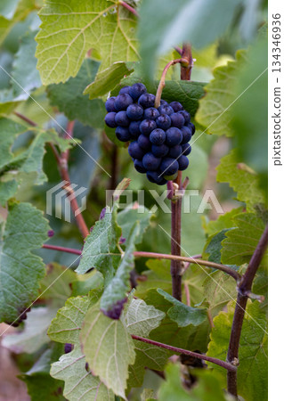 Epernay, Marne, Grand-Est, France, August, 28th, 2025, Champagne Area, Sunlit cluster of luscious Epernay, Marne, Grand-Est, France, August, 28th, 2025, Champagne Area, Sunlit cluster of luscious 134346936