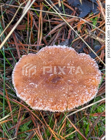Fungi decay habitat, Decomposing wood hosts mushroom and moss communities Fungi decay habitat, Decomposing wood hosts mushroom and moss communities 134346953