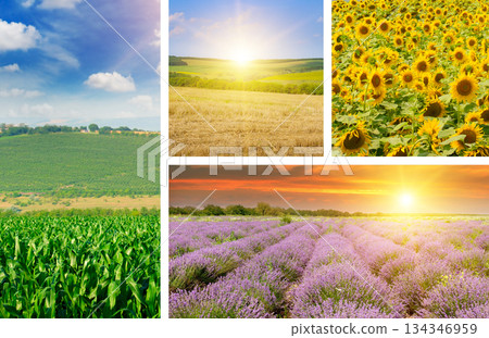 Collage of Agricultural Landscapes and Field Crops Collage of Agricultural Landscapes and Field Crops 134346959