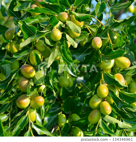 Green Unripe Jujube Fruits Hanging on Sunny Tree Branch 134346961