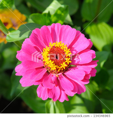 Vibrant Pink Zinnia Flower Blooming in Garden Close-up Vibrant Pink Zinnia Flower Blooming in Garden Close-up 134346965