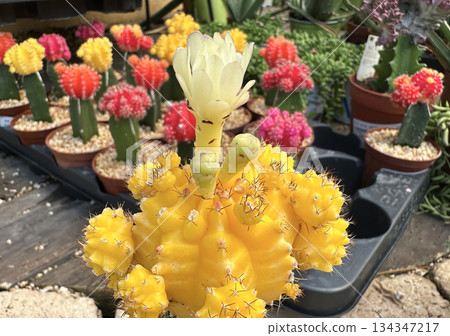 Blossom moon cactus (Gymnocalycium mihanovichii) Blossom moon cactus (Gymnocalycium mihanovichii) 134347217