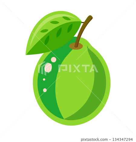 Green guava fruit with leaf vector illustration isolated on white background Green guava fruit with leaf vector illustration isolated on white background 134347294