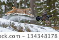 A Eurasian lynx jumps swiftly through snow while a large bird flaps its wings to escape. Both animals are situated in a forest during the winter season. 134348178