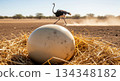 A small ostrich chick breaks through the shell of its egg while an adult ostrich moves in the background at a nesting site. The scene is lively and marks the start of new life. 134348182