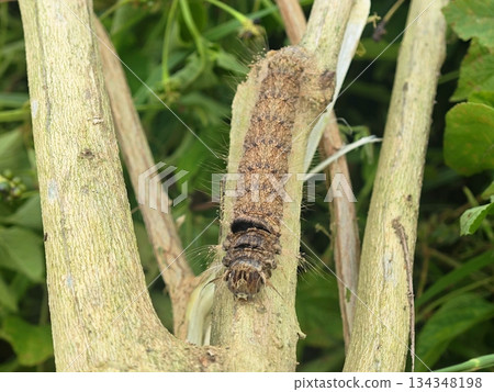 Detailed Brown Caterpillar Gripping a Rough Wooden Stem Detailed Brown Caterpillar Gripping a Rough Wooden Stem 134348198