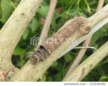 Hairy Brown Caterpillar Resting on a Rough Wooden Branch Hairy Brown Caterpillar Resting on a Rough Wooden Branch 134348200