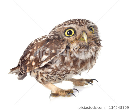 Little owl 134348509