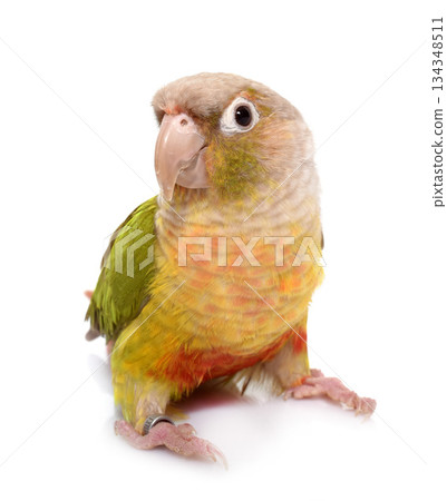 conure cinnamon in studio conure cinnamon in studio 134348511