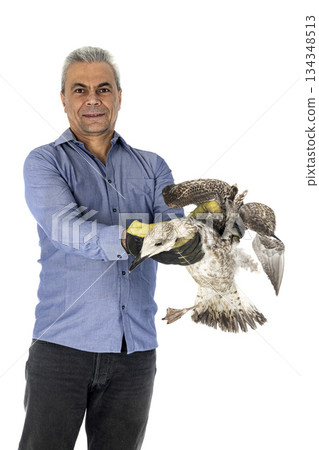 European herring gull and vet European herring gull and vet 134348513