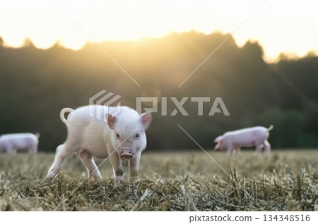 miniature pig in farm miniature pig in farm 134348516