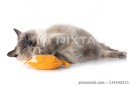 siberian cat in studio siberian cat in studio 134348521