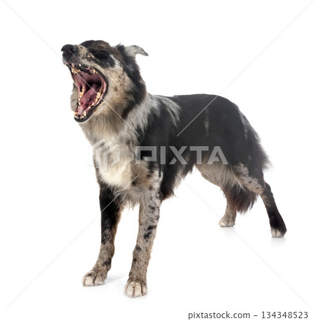 australian shepherd in studio australian shepherd in studio 134348523