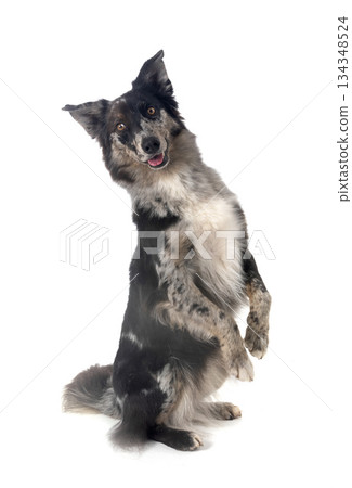 australian shepherd in studio australian shepherd in studio 134348524