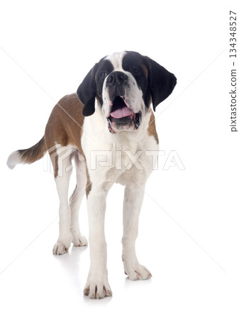 saint bernard in studio 134348527