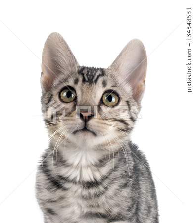 bengal kitten in studio 134348531