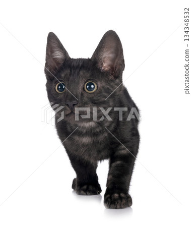 bengal kitten in studio bengal kitten in studio 134348532