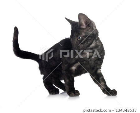 bengal kitten in studio 134348533