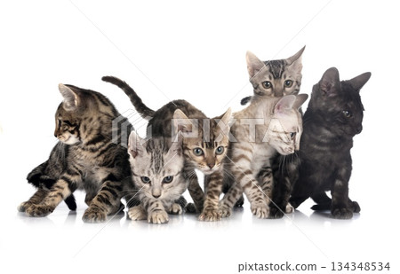 bengal kitten in studio 134348534
