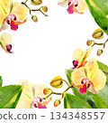 yellow and red orchid flowers, buds, twigs, green leaves, watercolor frame, hand drawn tropical plant, floral sketch of blossom flowers, botanical illustration for wedding decoration 134348557