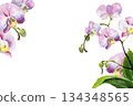 horizontal frame with watercolor pink and purple orchid flowers, buds and green leaves, hand drawn tropical plant, floral sketch of blossom flowers, botanical illustration for wedding decoration 134348565