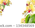 watercolor yellow and red orchid flowers, buds, twigs, green leaves, template frame, hand drawn tropical plant, floral sketch of blossom flowers, botanical illustration for wedding decoration 134348569
