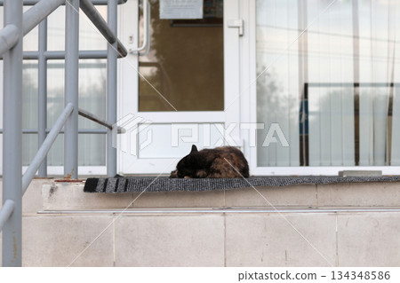 Portrait of tortie cat lying on tiled porch. Portrait of tortie cat lying on tiled porch. 134348586