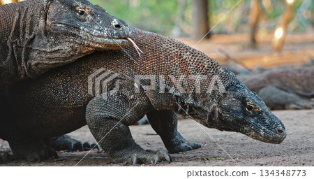Two Komodo dragons are walking on Rinca Island, one of the three largest islands in Komodo National Park, Indonesia, home to the largest living lizard species 134348773