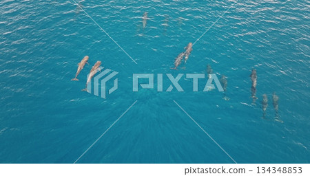 Pilot whales are swimming in formation in clear blue ocean water, creating a beautiful natural spectacle, as seen from an aerial drone perspective. Wild nature sea travel background, top down view Pilot whales are swimming in formation in clear blue ocean water, creating a beautiful natural spectacle, as seen from an aerial drone perspective. Wild nature sea travel background, top down view 134348853