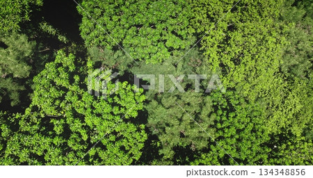 Tropical forest dense canopy of lush green foliage forming vibrant tapestry of nature background. Drone flight top down aerial view captures breathtaking beauty of green leaves moving on wind Tropical forest dense canopy of lush green foliage forming vibrant tapestry of nature background. Drone flight top down aerial view captures breathtaking beauty of green leaves moving on wind 134348856