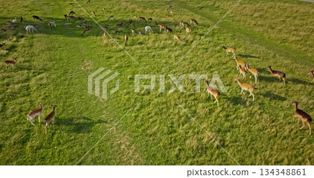Aerial fallow deer group grazing lush green meadow, some animals walking the grass, showcasing the beauty of wildlife in their natural habitat. Wild nature discovery background. Drone flight Aerial fallow deer group grazing lush green meadow, some animals walking the grass, showcasing the beauty of wildlife in their natural habitat. Wild nature discovery background. Drone flight 134348861