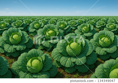 甘藍田，高地蔬菜，農業景觀，照片級寫實 134349047