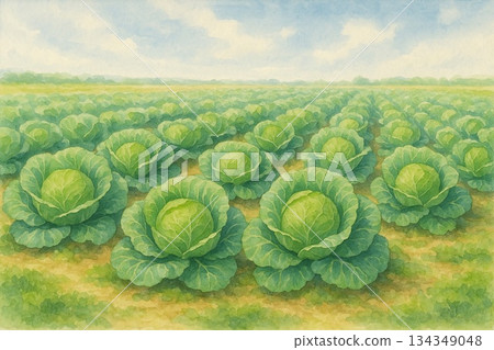 白菜田，高地蔬菜，農業景象，水彩畫 134349048