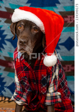 portrait of chocolate Labrador wearing red Santa hat. cute pet in red shirt looks at camera. 134349173