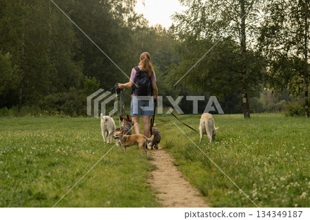 woman walks pack of dogs on leashes in a park. dog sitter, dog handler, trains pets.  134349187