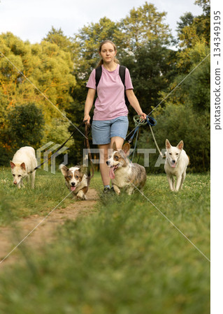 woman walks pack of dogs on leashes in a park. dog sitter, dog handler, trains pets. woman walks pack of dogs on leashes in a park. dog sitter, dog handler, trains pets. 134349195