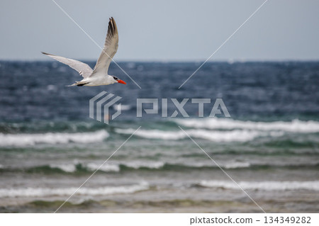Caspian tern flying low over rough sea waves along Red Sea coast in Egypt, powerful seabird in motion against marine background Caspian tern flying low over rough sea waves along Red Sea coast in Egypt, powerful seabird in motion against marine background 134349282